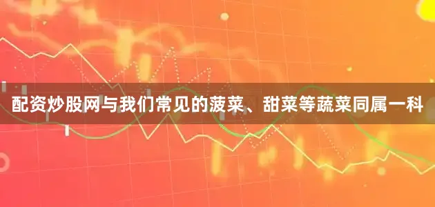 配资炒股网与我们常见的菠菜、甜菜等蔬菜同属一科